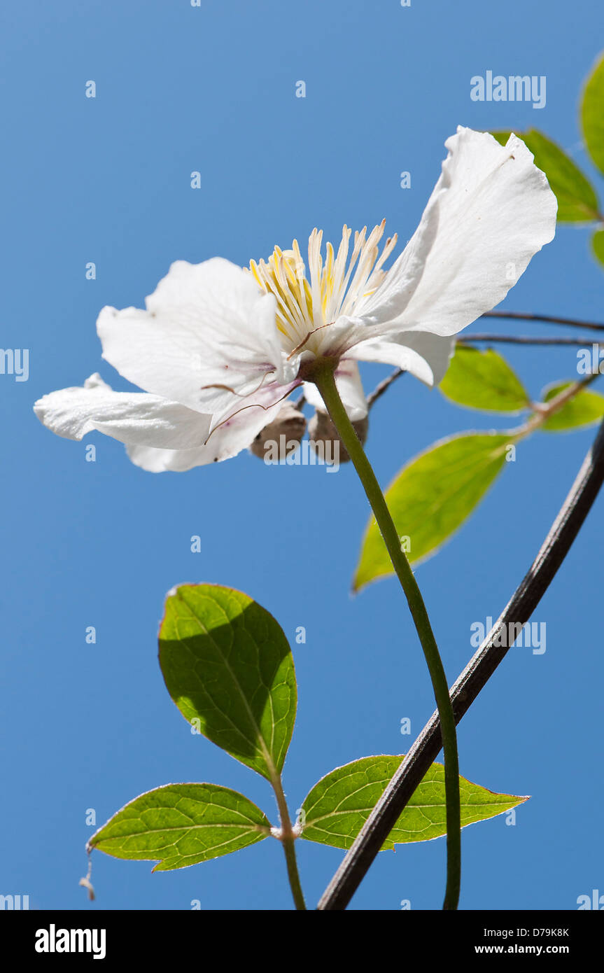 Seule rose pâle et blanc fleur de Clematis montana en plein soleil contre le ciel bleu. Banque D'Images