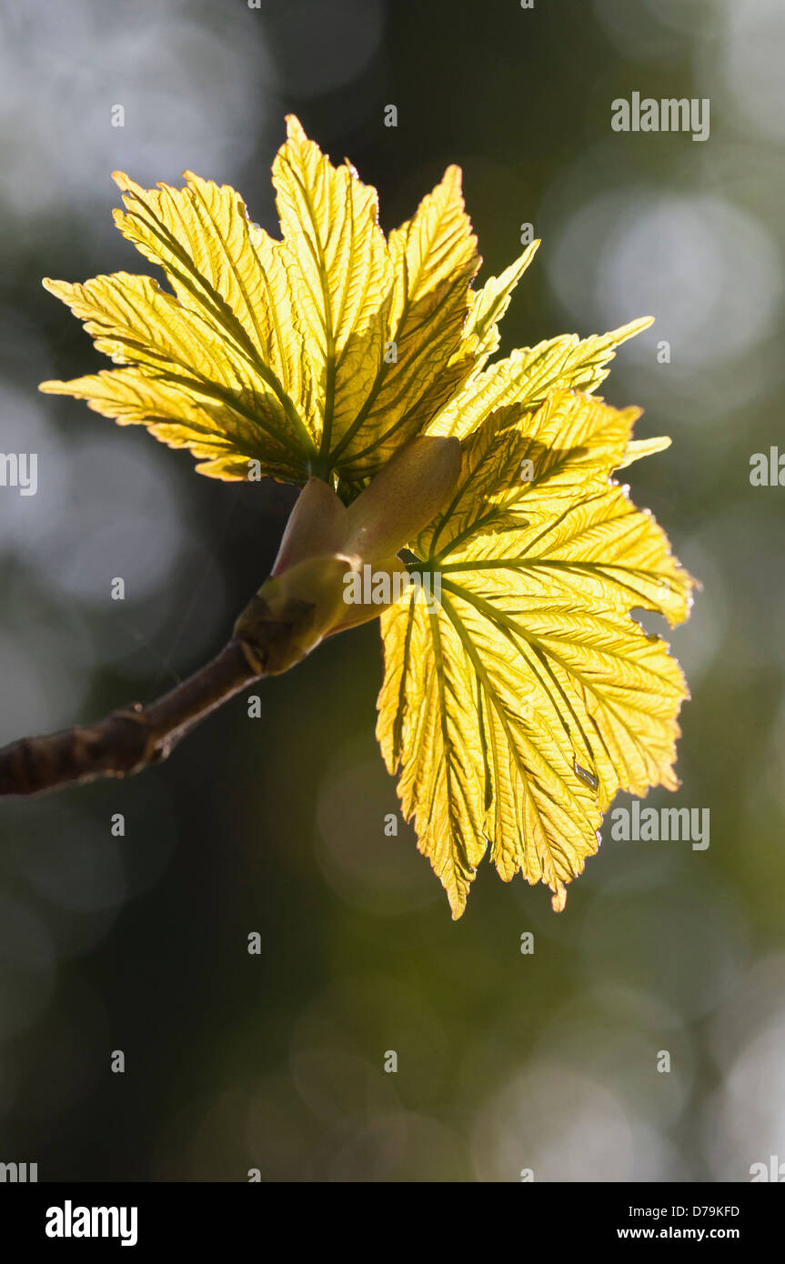 - Vert Cuivré nouvelles feuilles d'érable sycomore, Acer pseudoplatanus, translucide contre la lumière du soleil. Banque D'Images