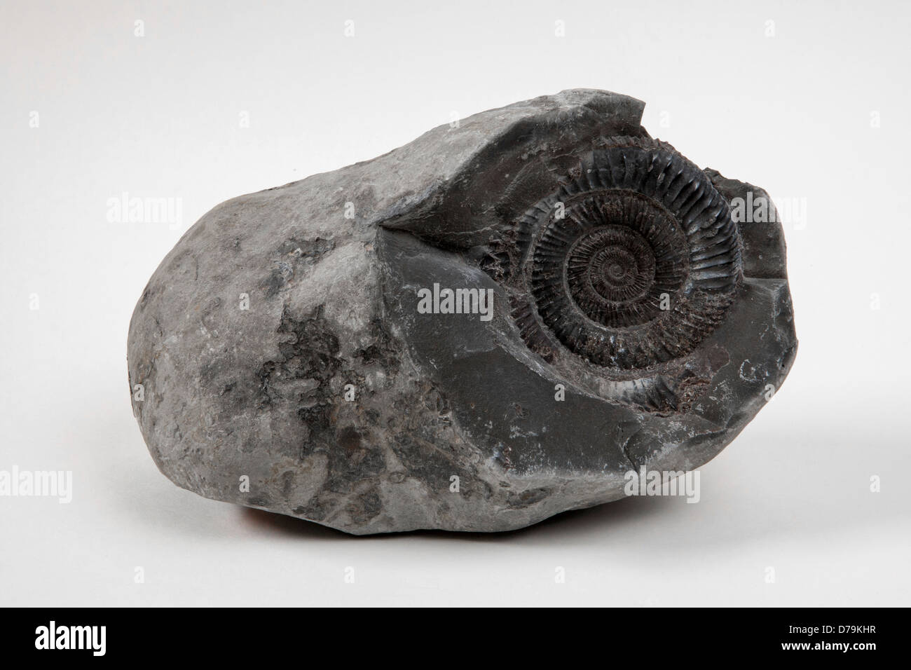 ˈAemənaɪts "ammonites" sont un groupe d'animaux invertébrés marins dans la sous-classe Ammonoidea de la classe des céphalopodes. Banque D'Images