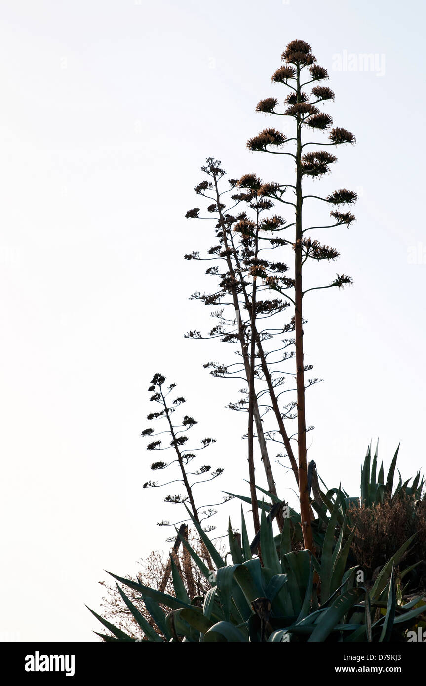 La Grèce, tiges à fleurs du cultivar d'Agave silhouetté contre le ciel pâle. Banque D'Images