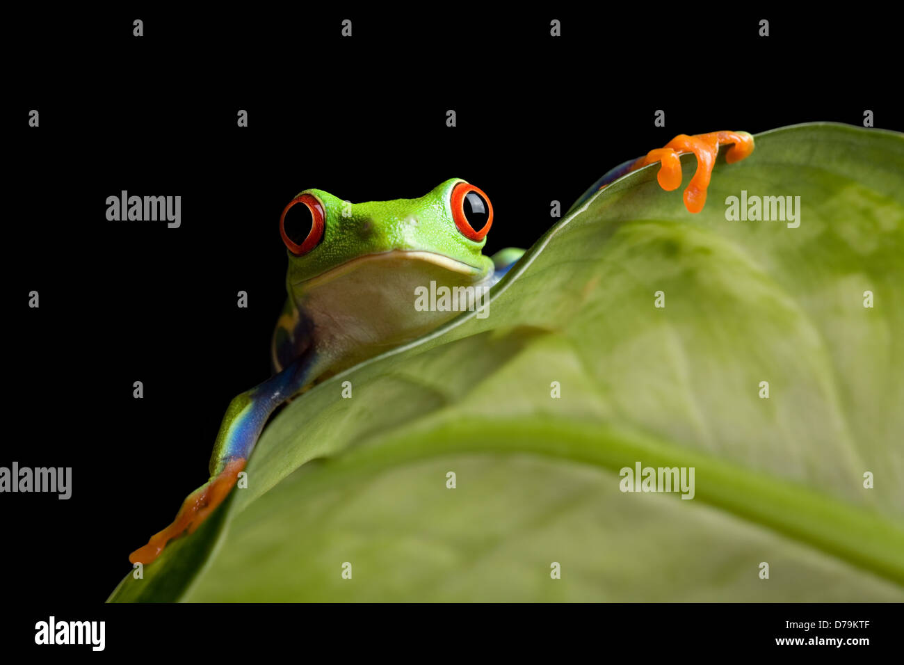 Grenouille d'arbre à la recherche sur une feuille, une grenouille arboricole aux yeux rouges (agalychnis callidryas) macro isolated on black Banque D'Images