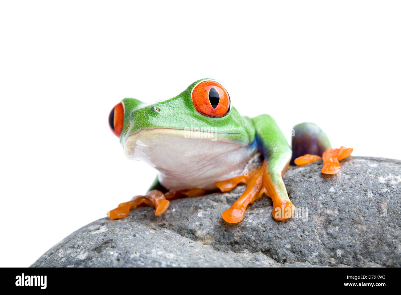 Red-eyed tree frog assis sur un rocher, isolé sur blanc Banque D'Images