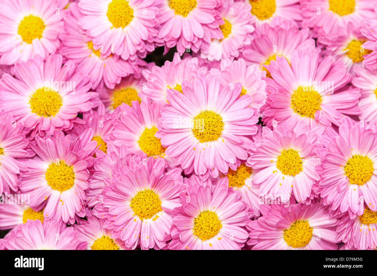 L'image plein cadre de l'abondance de chrysanthème 'Gladys' avec des pétales de rose entourant centre jaune. Banque D'Images