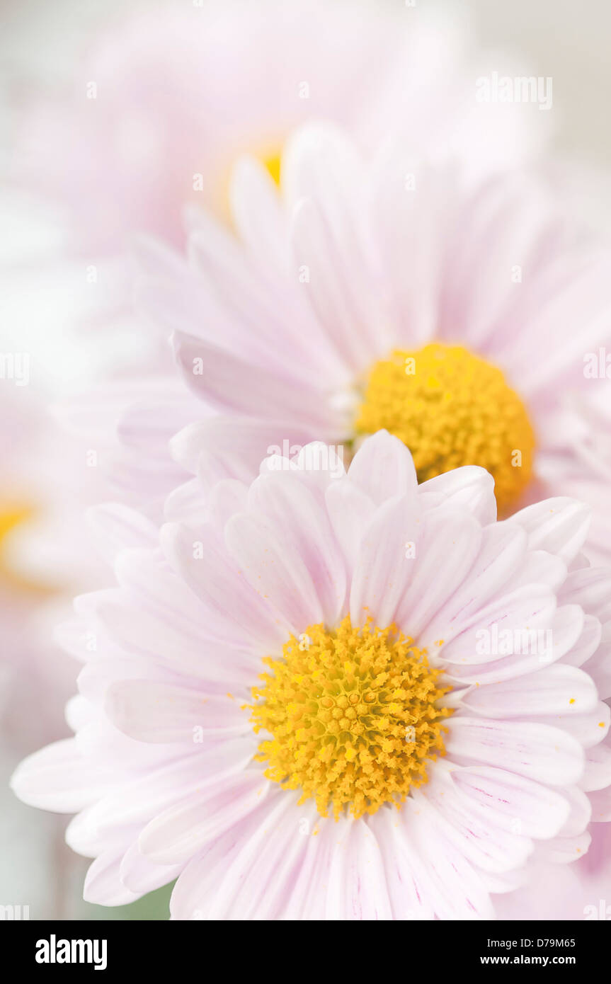 L'image plein cadre de fleurs de chrysanthème cultivar 'Gladys' avec pétales blancs entourant centre jaune. Banque D'Images