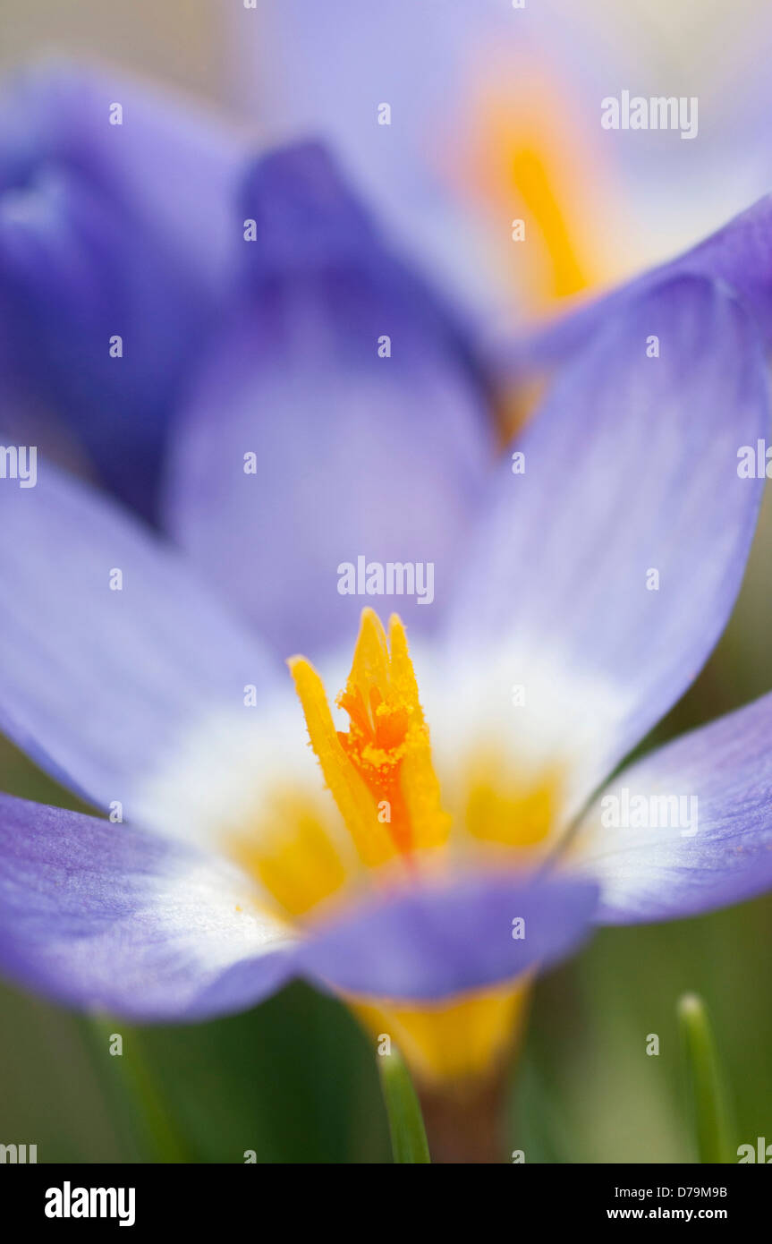 Fleurs de mauve pâle de Crocus sieberi avec gorge jaune entourée par de blanc qui s'étend des étamines jaune profond. Banque D'Images