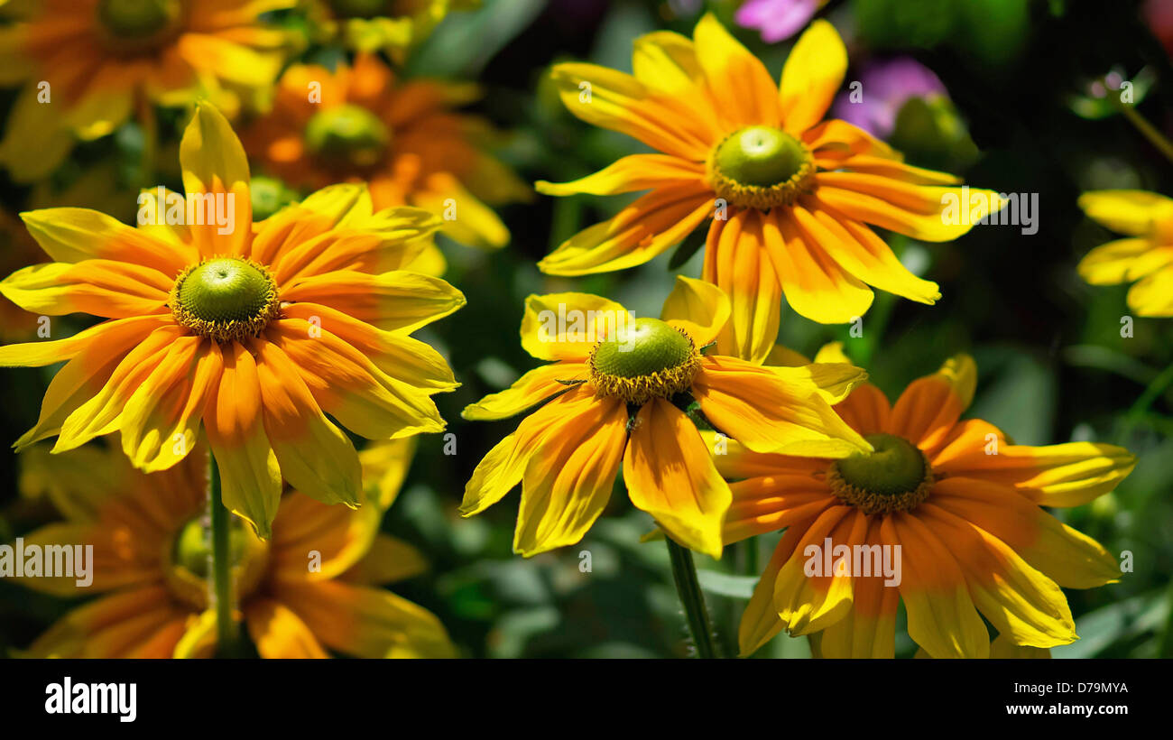 Rudbeckia hirta Soleil des prairies de fleurs avec cônes verts centrale entourée de pétales orange rayonnant retour à pointes jaunes. Banque D'Images