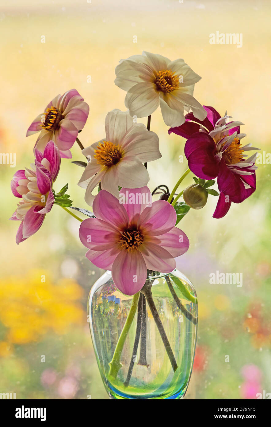 Dahlia cultivars dans des tons de rose et blanc disposés en vase en verre situé en face de la fenêtre. Banque D'Images