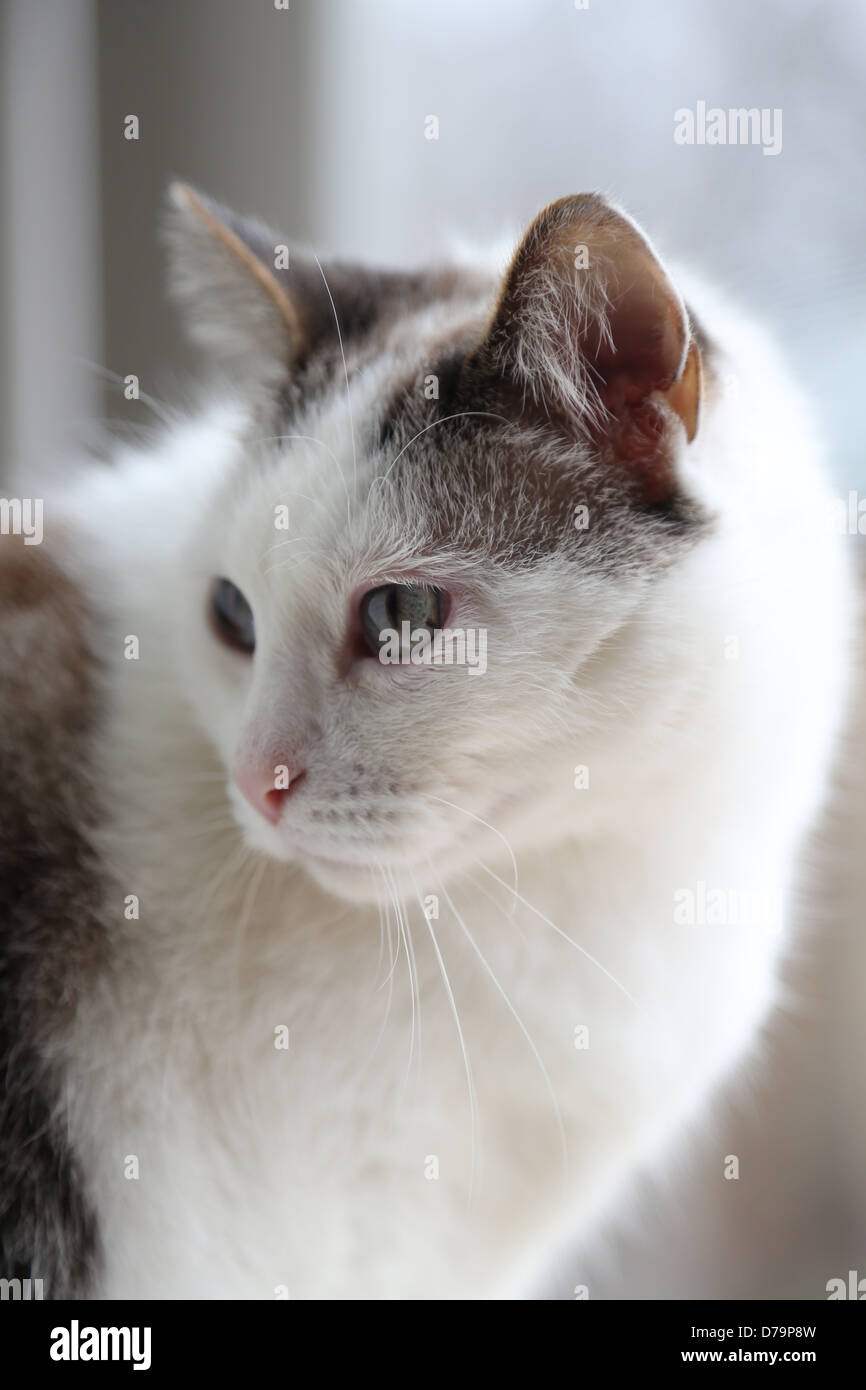Un joli chat regardant par-dessus son épaule. Banque D'Images