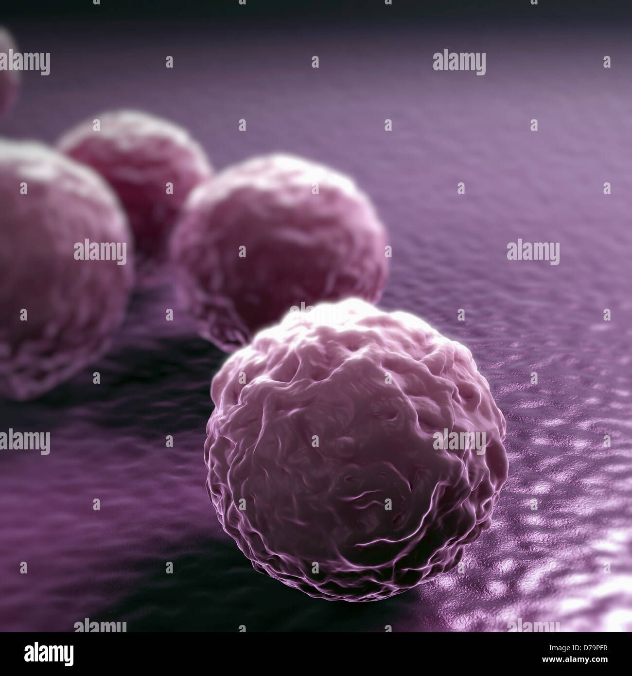 Bactérie chlamydia Banque de photographies et d'images à haute résolution -  Alamy