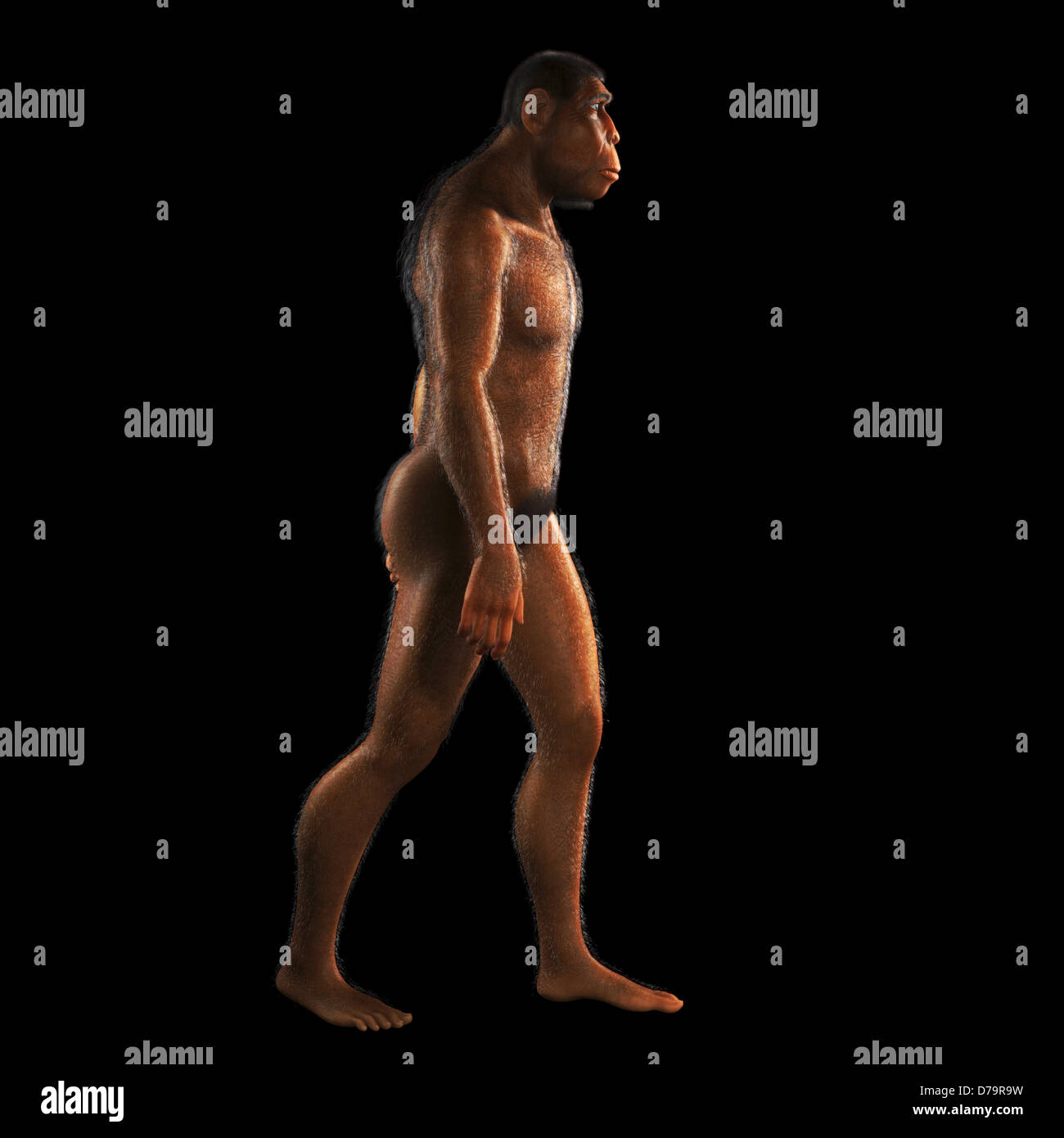 Homo Erectus Banque D'Images