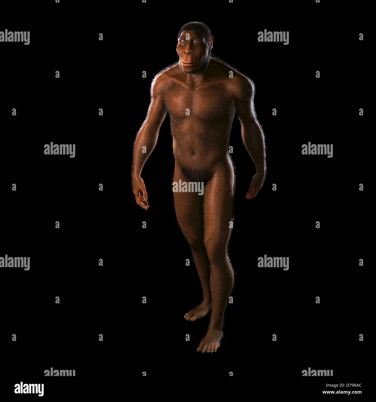 Homo Erectus Banque D'Images