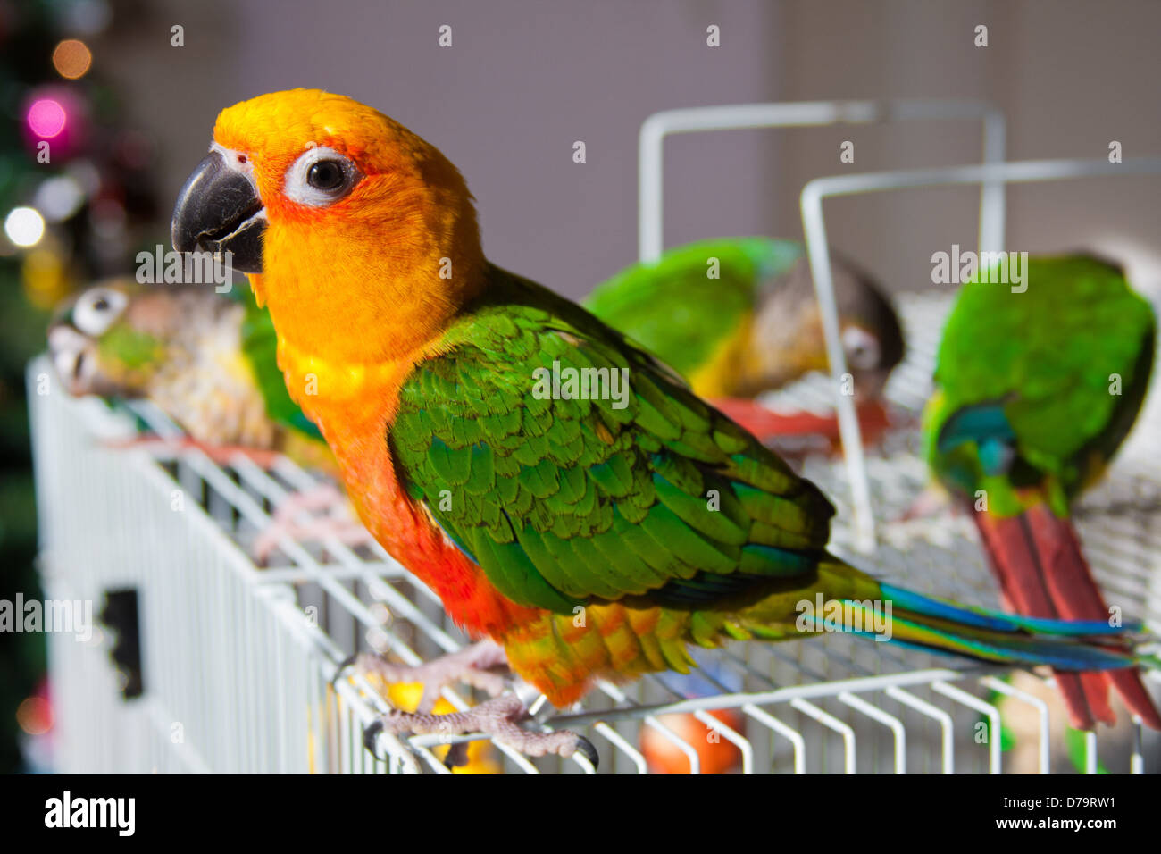 Parrot Conure Soleil mignon debout sur le haut de la cage Banque D'Images