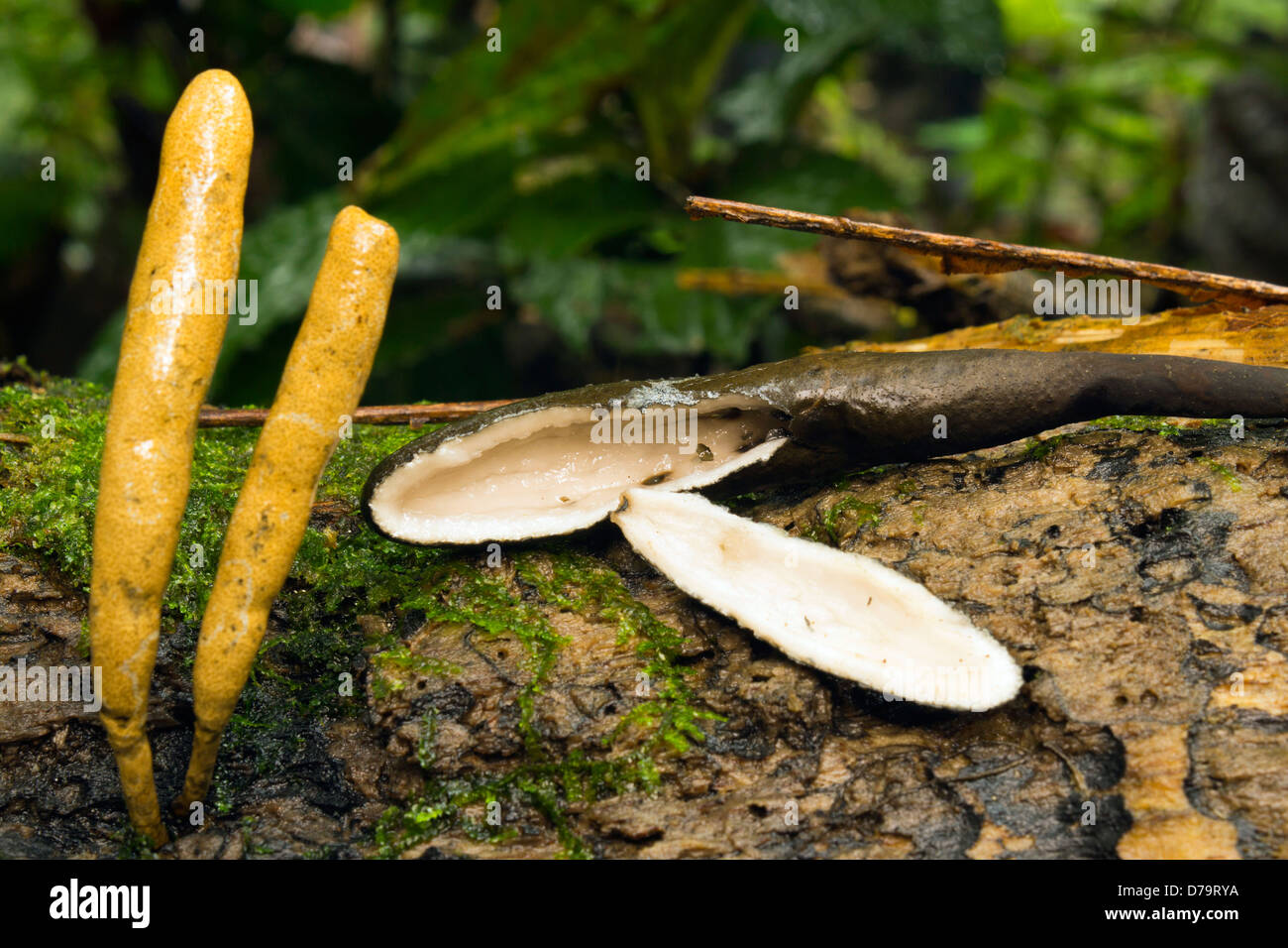 Champignon Xylaria telfairii. Le liquide à l'intérieur de ce champignon est utilisé pour mal d'oreille par le Indiens quichua, en Amazonie équatorienne Banque D'Images