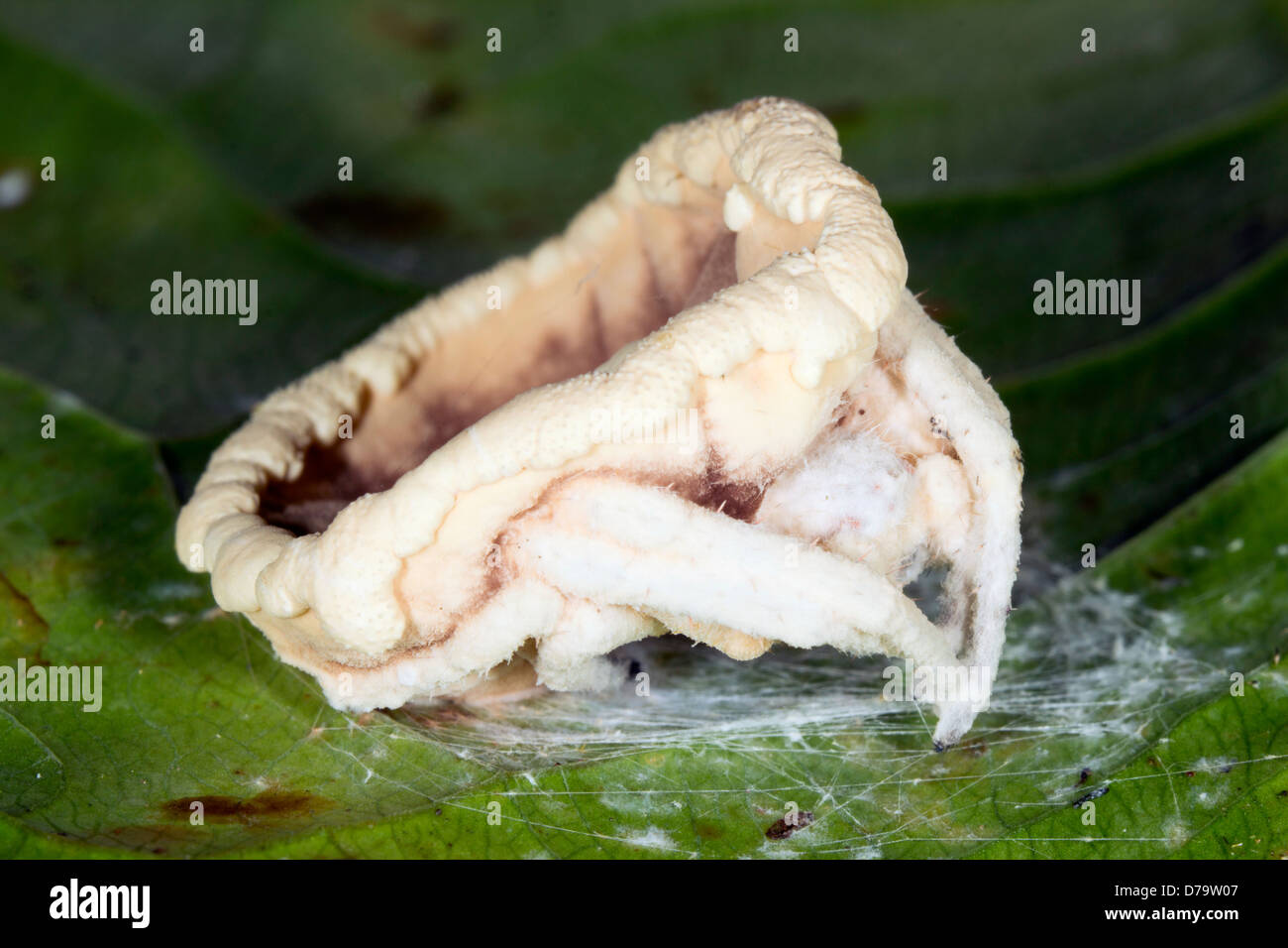 Champignon Cordyceps (Torrubiella sp.) infectant une araignée dans le sous-étage de la forêt tropicale, l'Équateur Banque D'Images