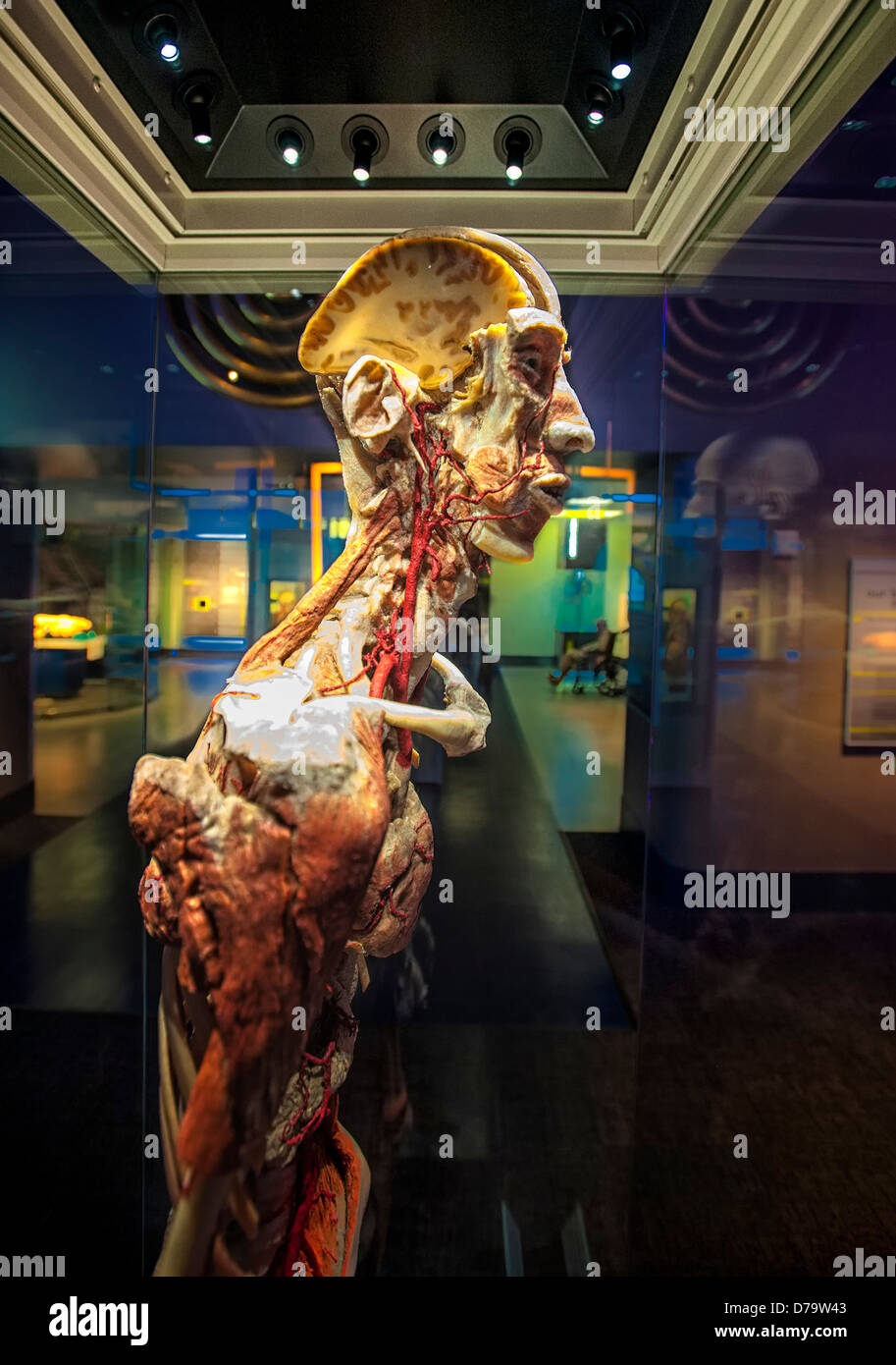 Couper l'homme à l'anatomie exposition au Musée des sciences et de l'industrie à Chicago Banque D'Images