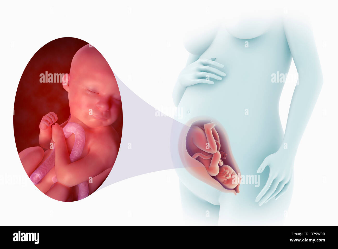 Le développement du foetus Semaine 32) Banque D'Images