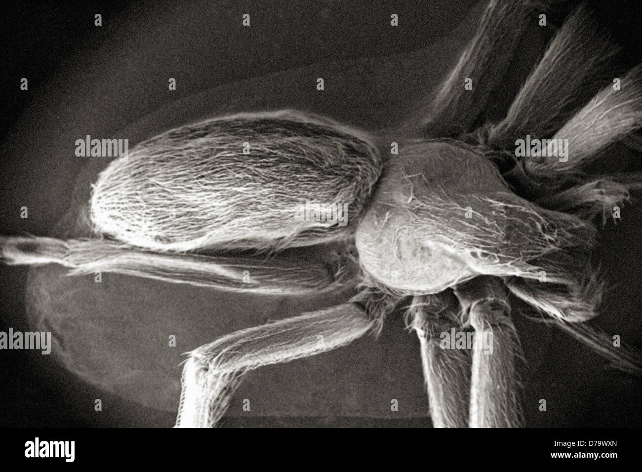 L'analyse des électrons Microphotographie Brown Recluse Banque D'Images
