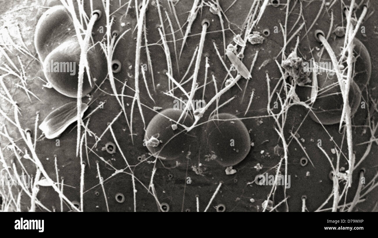 L'analyse des électrons Microphotographie Brown Recluse Banque D'Images