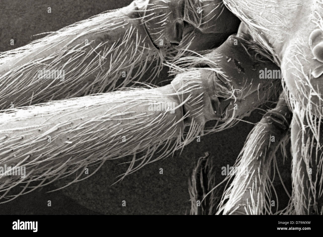 L'analyse des électrons Microphotographie Brown Recluse Banque D'Images