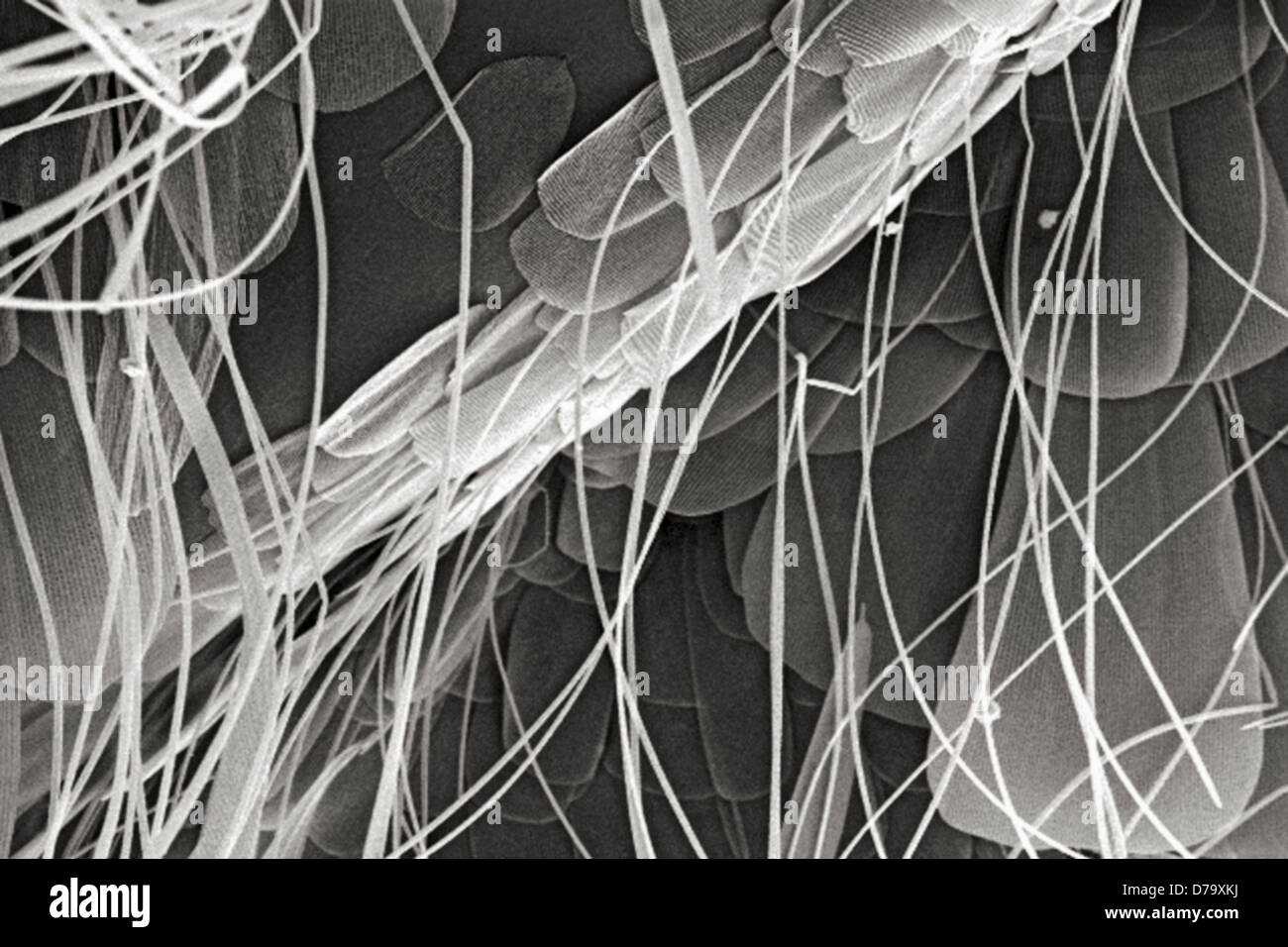 L'exosquelette chitineux d'un insecte Banque de photographies et d ...