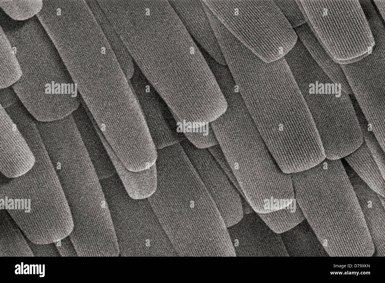 Détails de la surface de l'aile de l'Insecte non identifié Banque D'Images