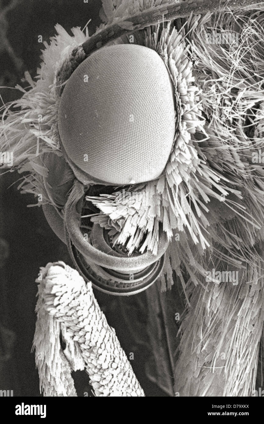 Commune d'insectes non identifiés de la jambe de la tête Banque D'Images