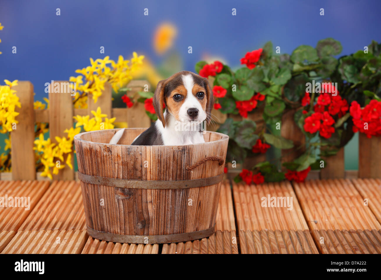Beagle, chiot, 9 semaines / seau en bois |Beagle, Welpe, 9 Wochen / Holzeimer Banque D'Images