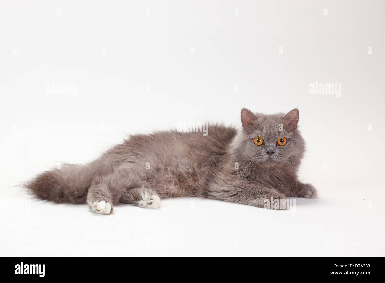 British Longhair Cat, bleu-blanc / Highlander, Lowlander, britannique Banque D'Images