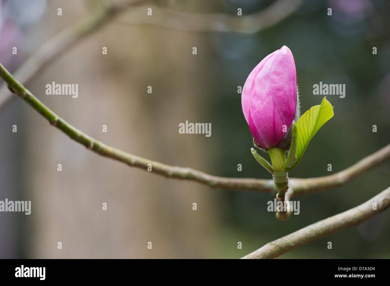 Fleur de Magnolia Sprengeri Banque D'Images