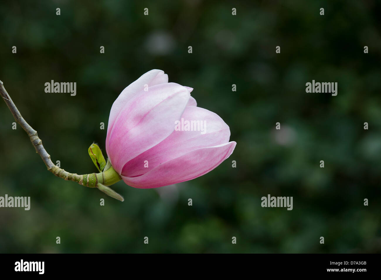 Fleur de Magnolia Sprengeri Banque D'Images