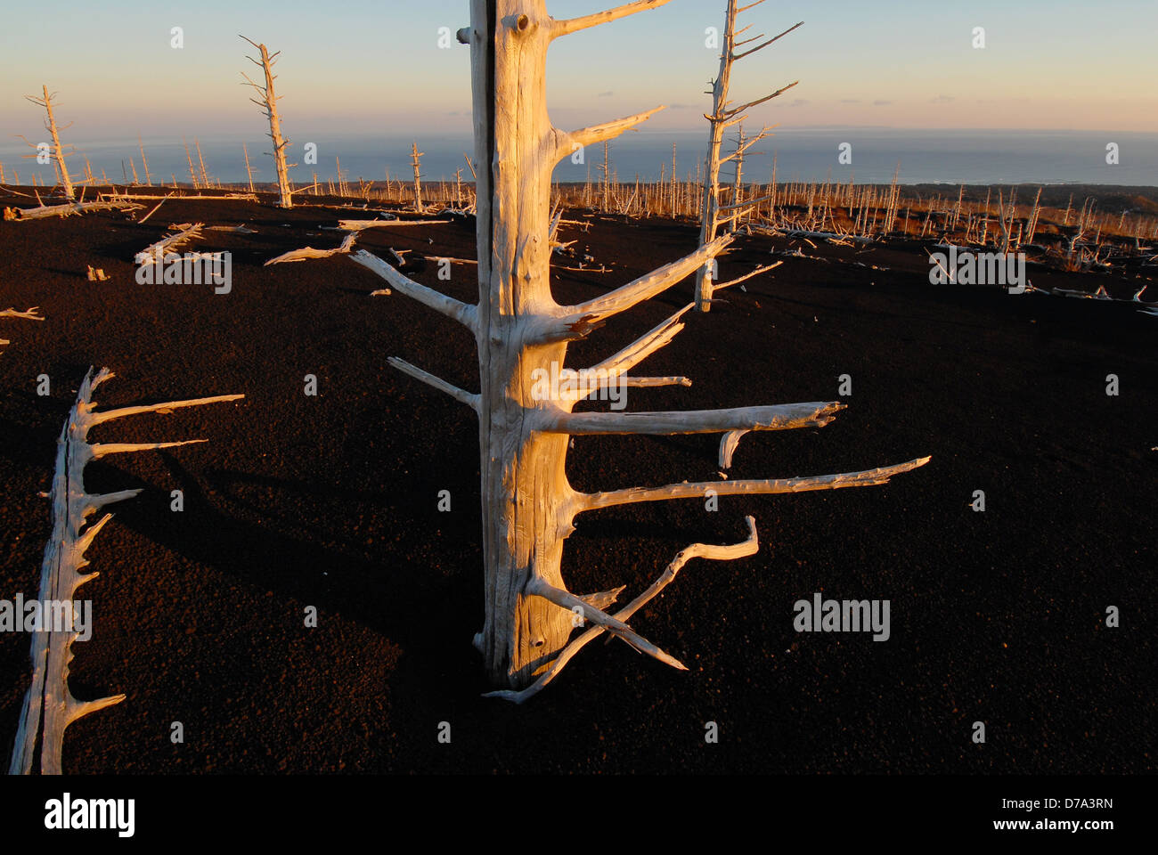 Forêt morte sur la pente du volcan au coucher du soleil. Les îles Kouriles du Sud, Russie Banque D'Images