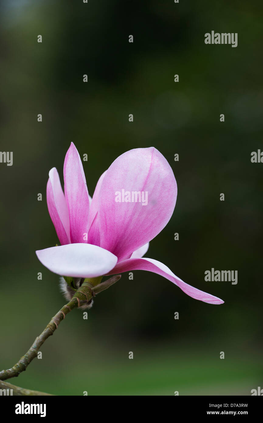 Fleur de Magnolia Sprengeri Banque D'Images
