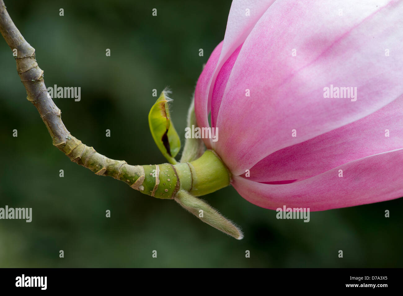 Fleur de Magnolia Sprengeri, près de la tige Banque D'Images