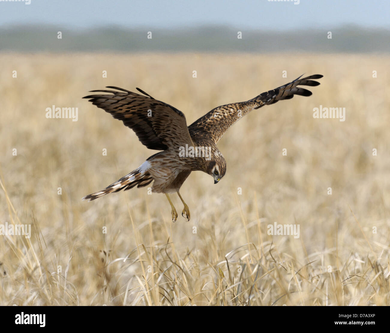 MONTAGU'S HARRIER Circus pygargus Banque D'Images MONTAGU'S HARRIER Circus pygargus Banque D'Images