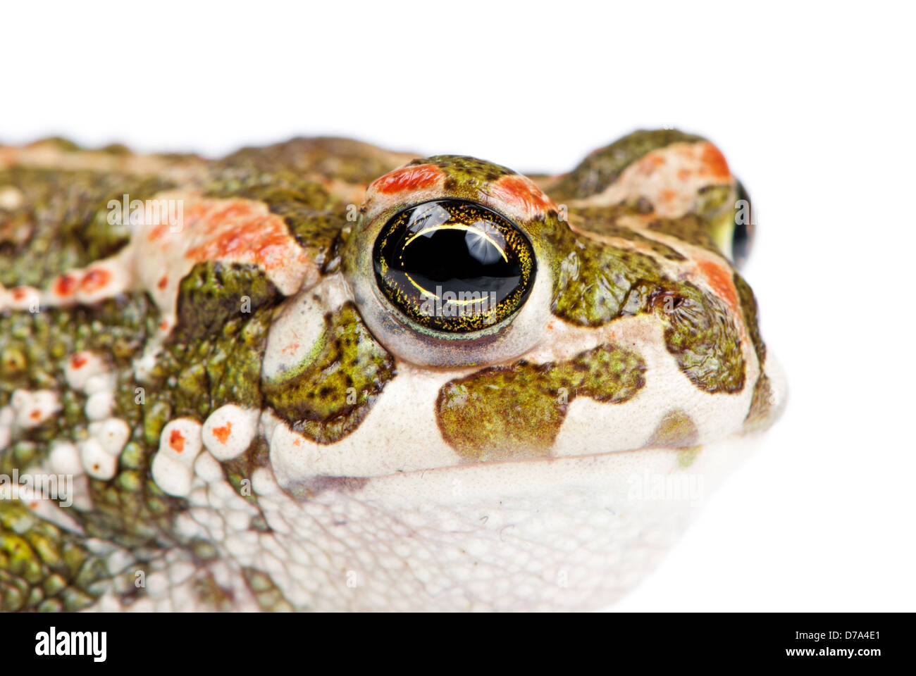 Bufo viridis. Crapaud vert sur fond blanc. Banque D'Images