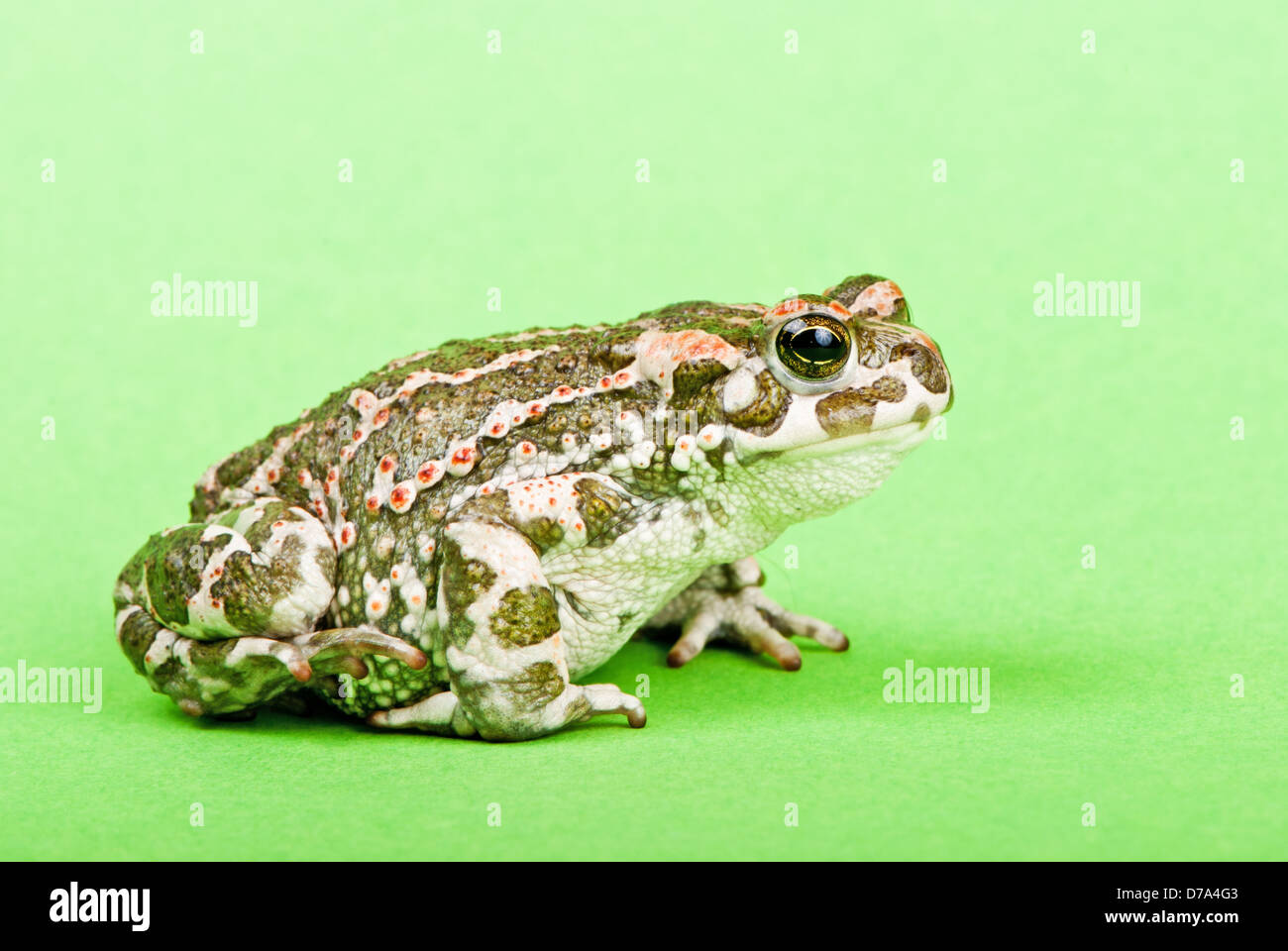 Bufo viridis. Crapaud vert sur fond vert. Macro Studio shot. Banque D'Images
