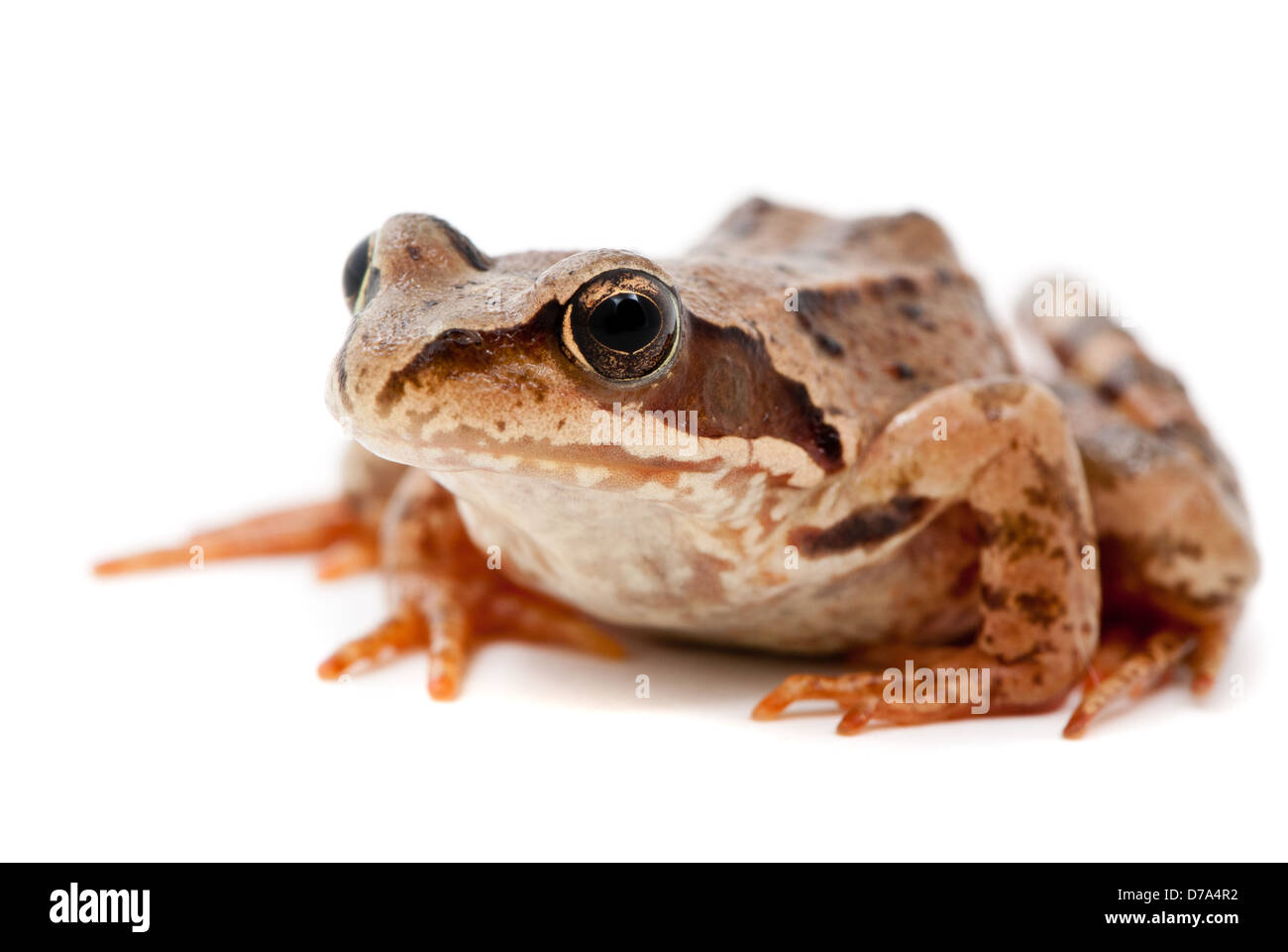 Rana arvalis. Moor frog sur fond blanc. Banque D'Images