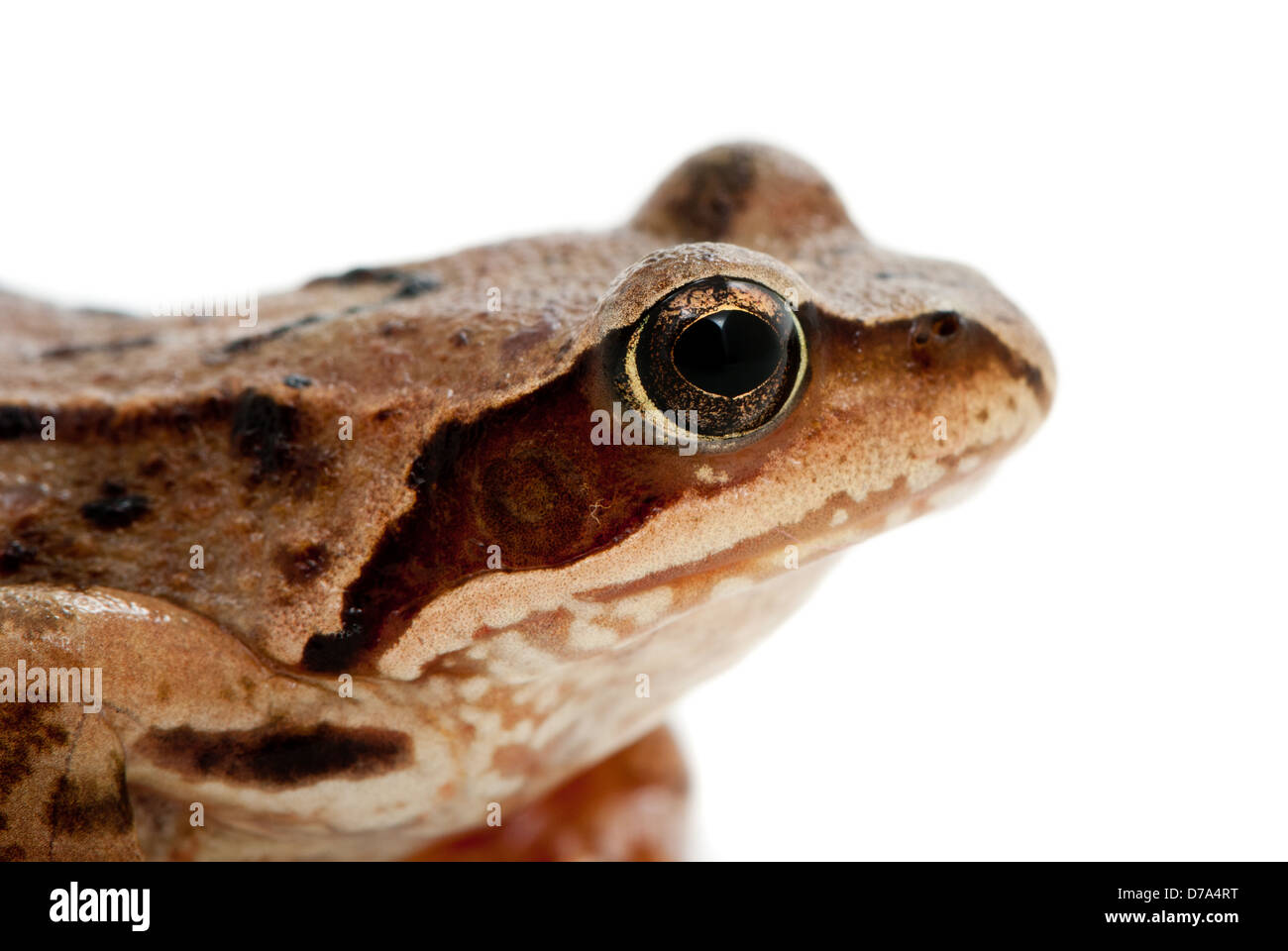 Rana arvalis. Moor frog sur fond blanc. Banque D'Images
