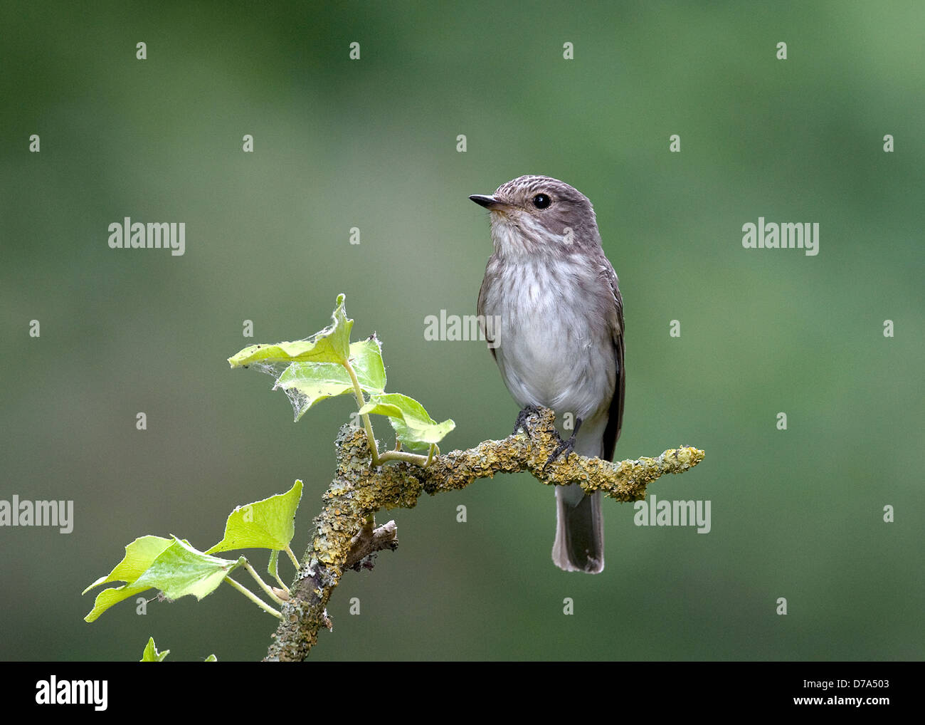 Spotted Flycatcher Muscicapa striata Banque D'Images