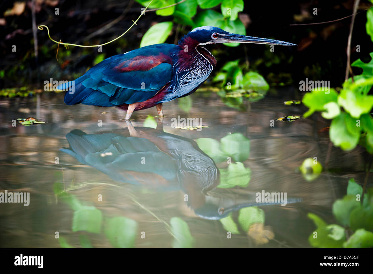 Héron agami Agamia Chestnut-Bellied Pixiam marges harcèlement River Wetlands Pantanal Brésil Banque D'Images