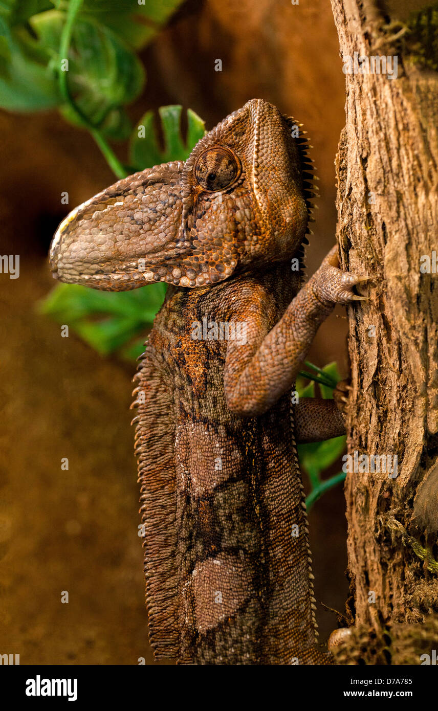 Veiled Chameleon Banque D'Images