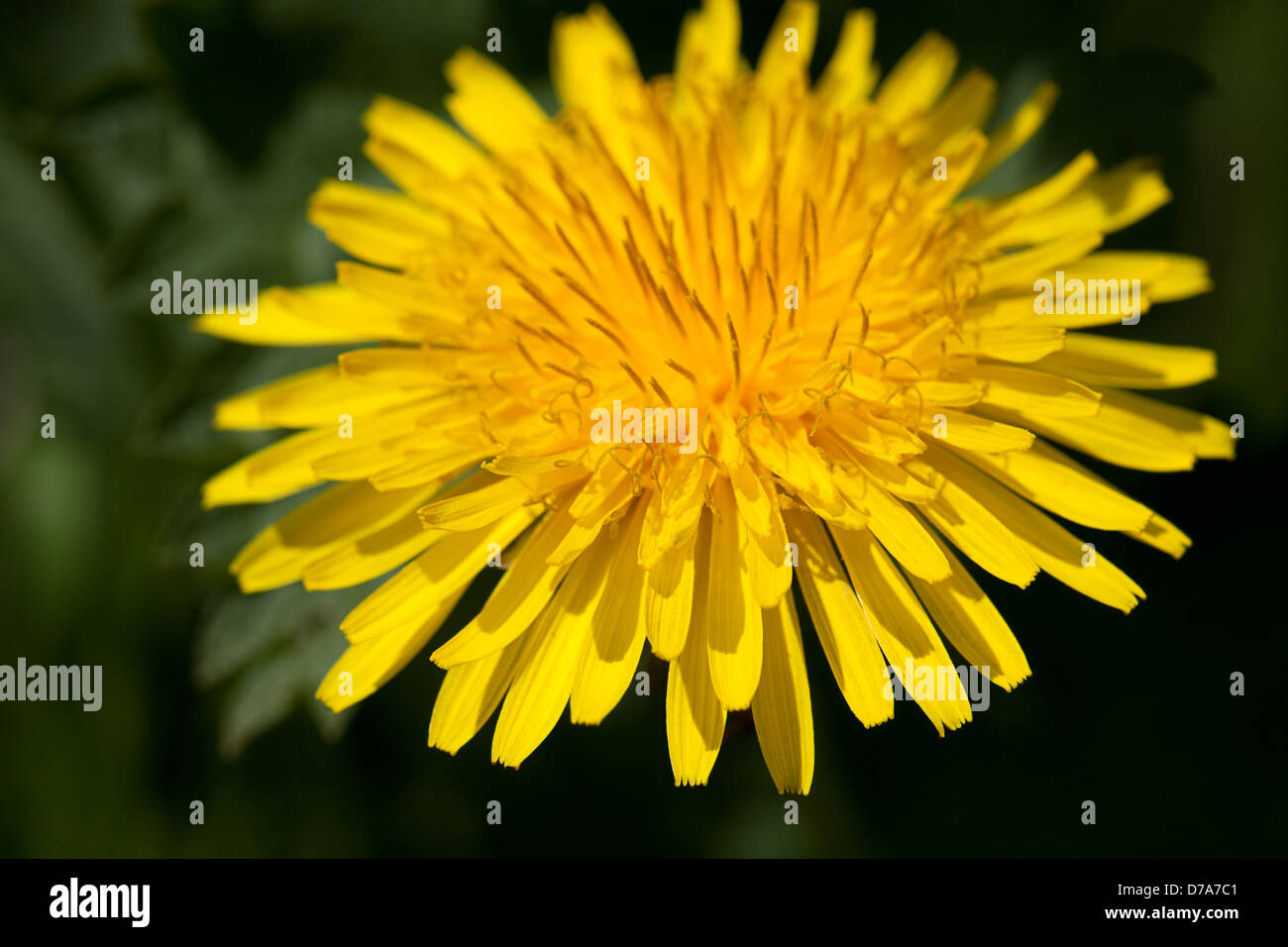 Close-up de fleur de pissenlit (Taraxacum sp.) Banque D'Images