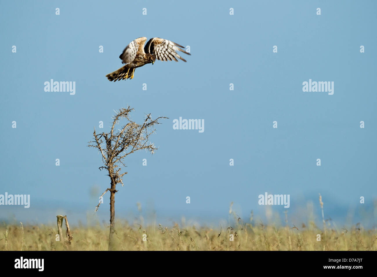 Femme Busard pâle Circus macrourus voler au-dessus de l'herbe haute vallée de Seronera Parc National de Serengeti en Tanzanie Banque D'Images