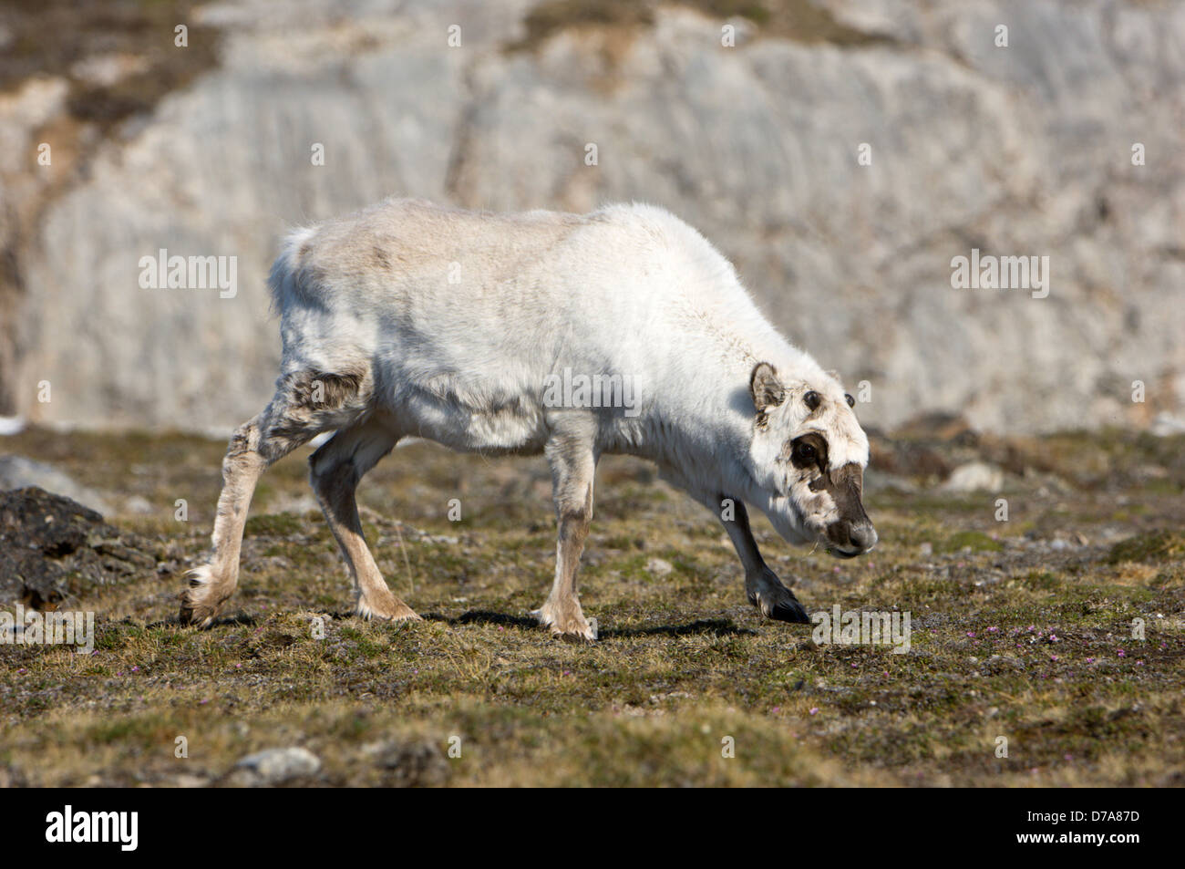 Renne du Svalbard Rangifer tarandus platyrhynchus le pâturage dans le domaine Spitsbergen Svalbard Islands Norvège Banque D'Images