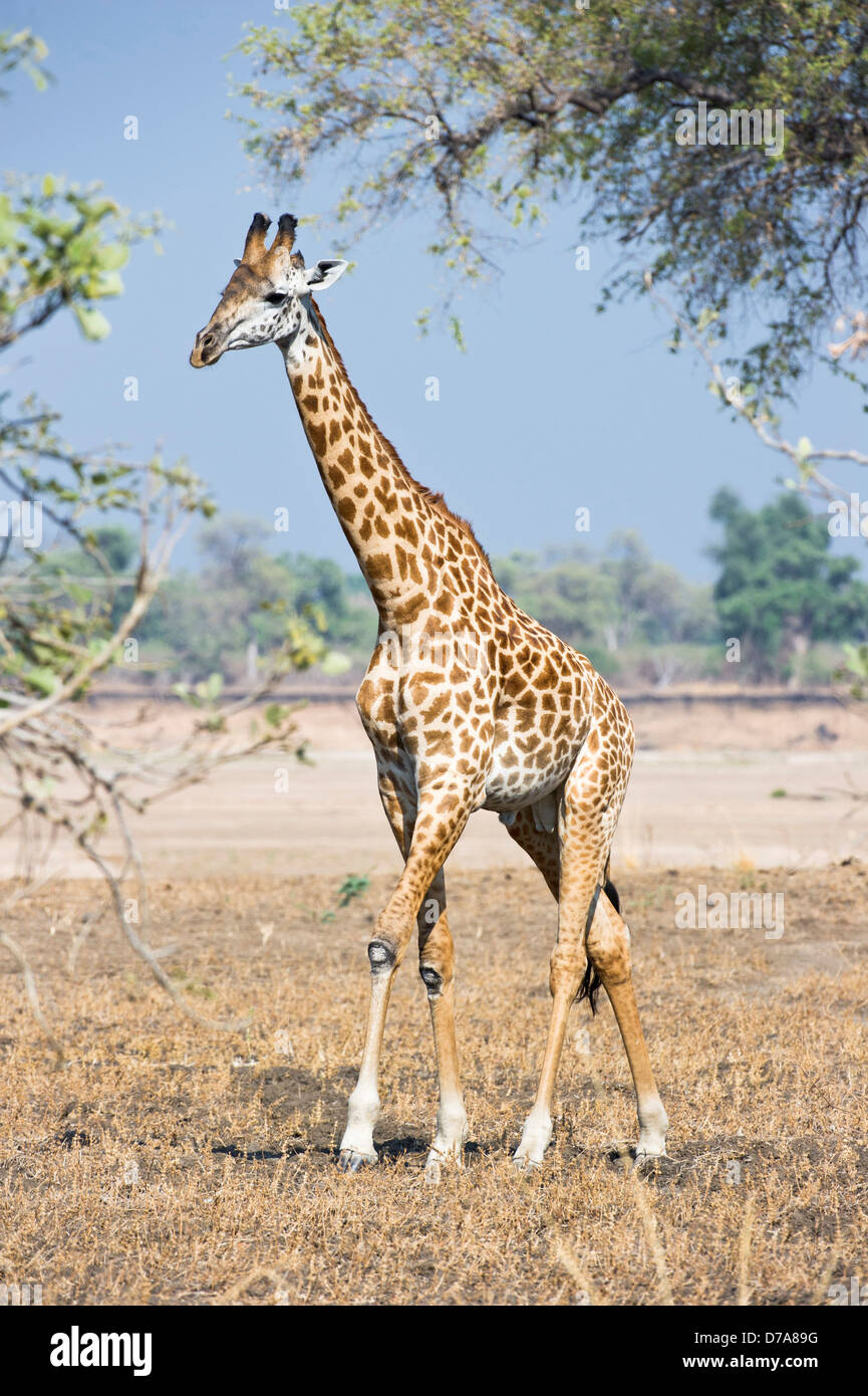 La girafe Thornicroft Giraffa camelopardalis thornicrofti à marcher le long des rives de la Rivière Luangwa South Luangwa National Park Banque D'Images