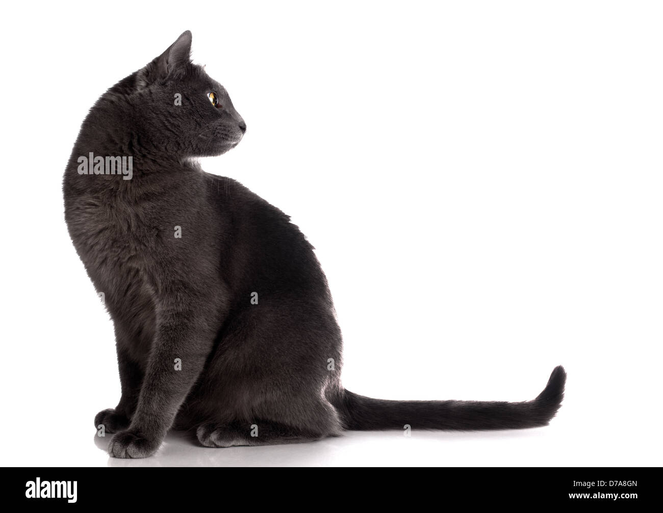 British Shorthair cat Banque D'Images