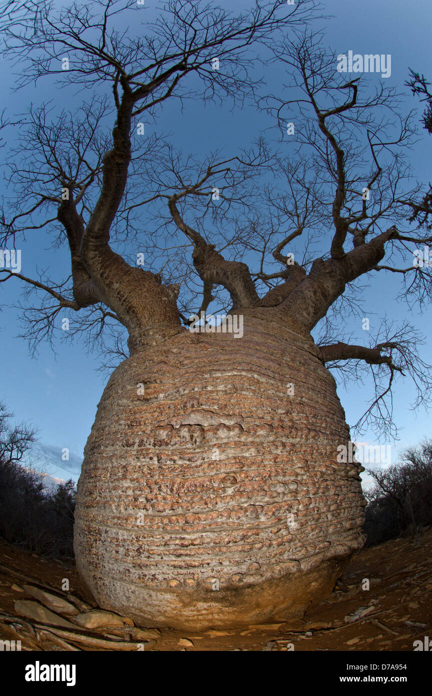 L'Adansonia rubrostipa baobab bouteille plus de 3000 ans au Lac Tsimanampetsotsa Parc national de Madagascar Banque D'Images
