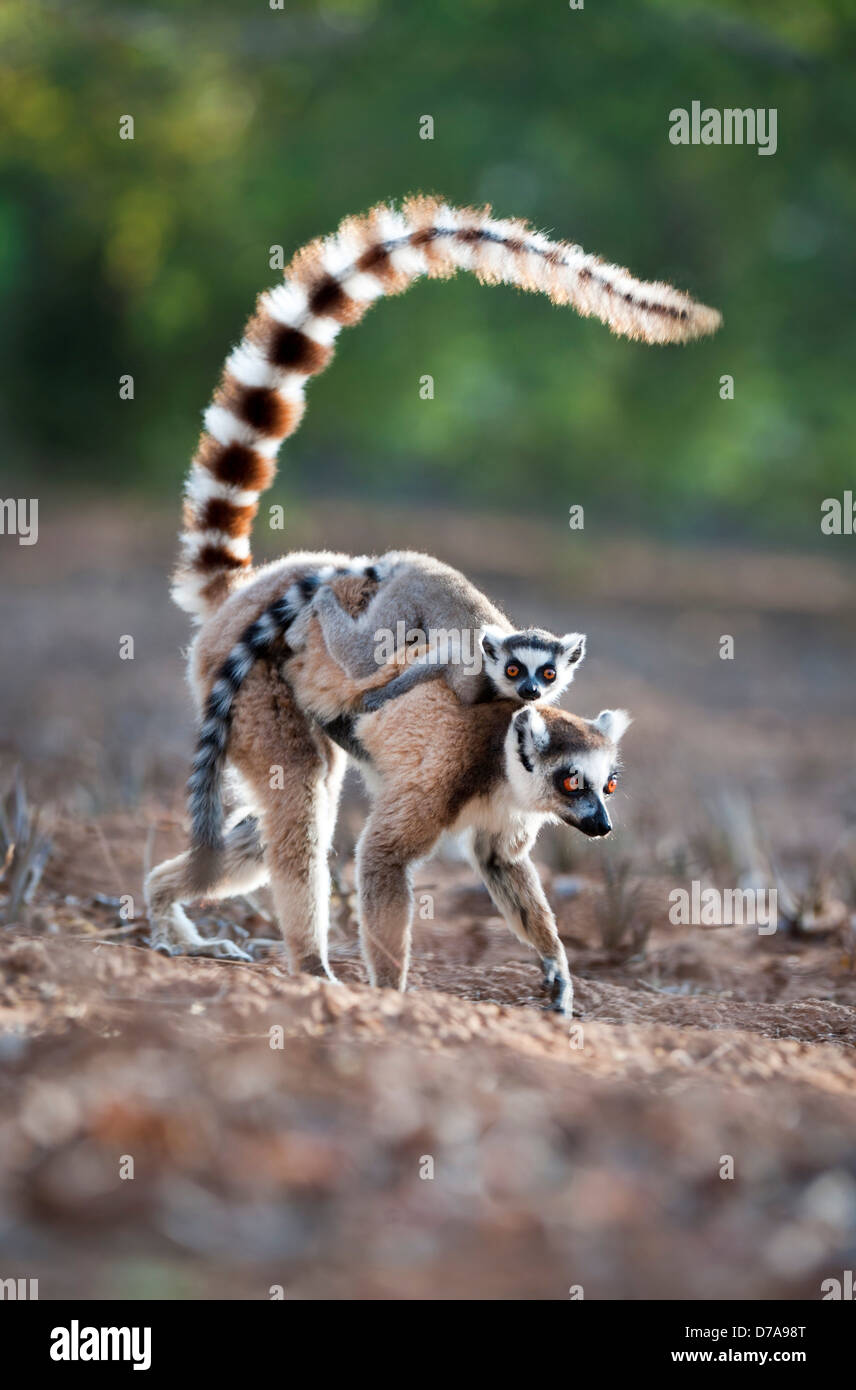 Femme Ring-Tailed adultes lemur Lemur catta transportant son bébé en forêt forêt-galerie réserve Berenty Madagascar Banque D'Images