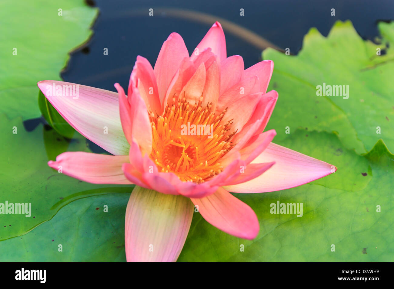 Lotus rose sur la rivière dans l'aube 24 Banque D'Images