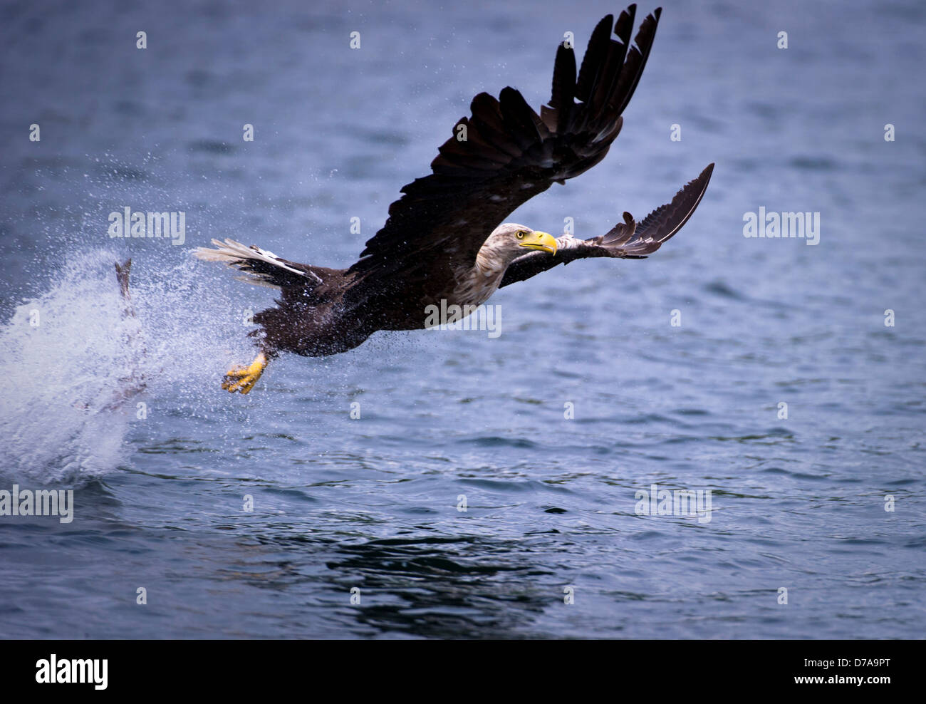Virginie Sea Eagle Haliaeetus albicilla swooping de prendre la surface du poisson Loch Na Keal Île Mull Hébrides intérieures de l'Écosse Banque D'Images